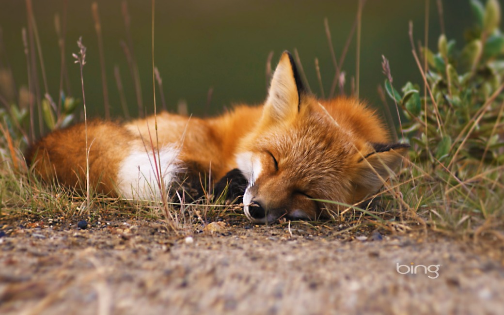 Red Fox Full HD Wallpapers