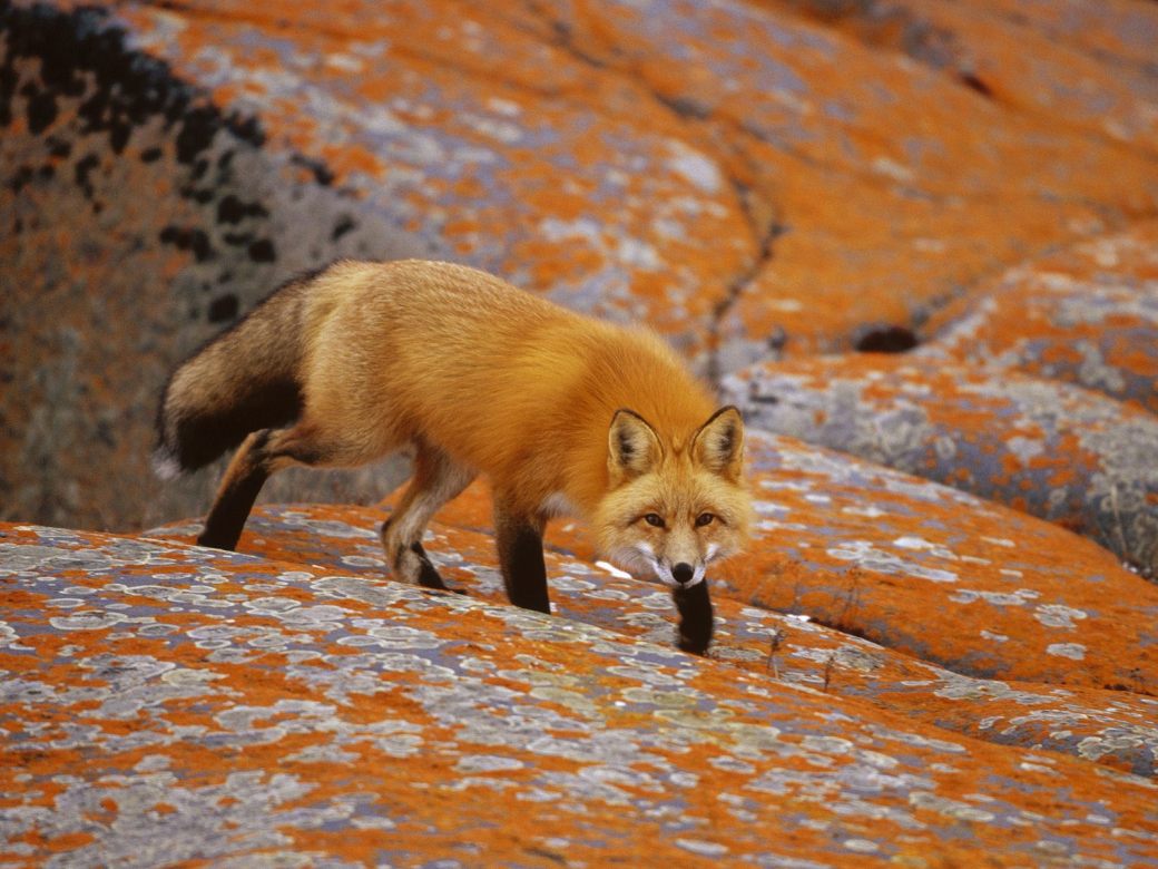 Red Fox Full HD Wallpapers